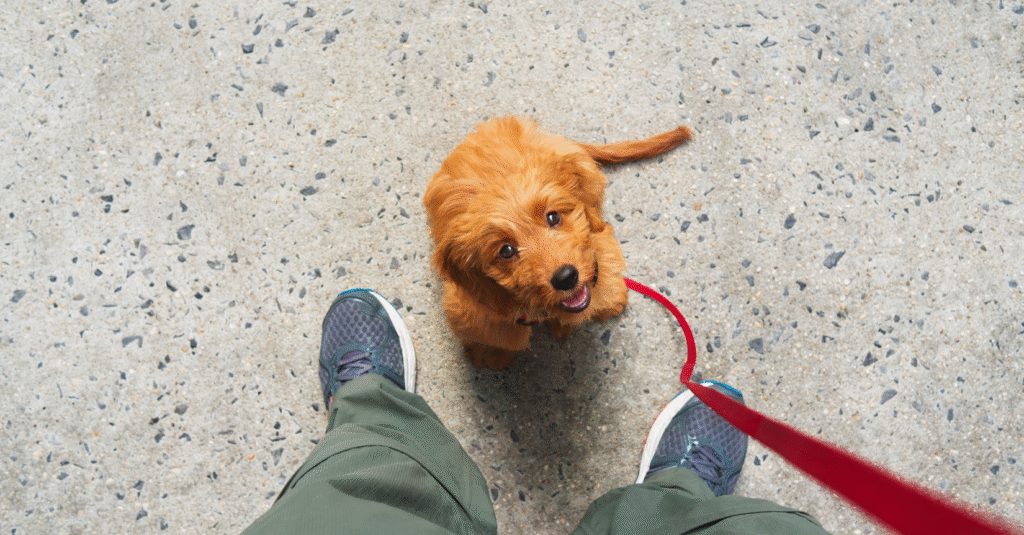 How to Train a New Puppy: The Ultimate Guide for a Well-Behaved Dog