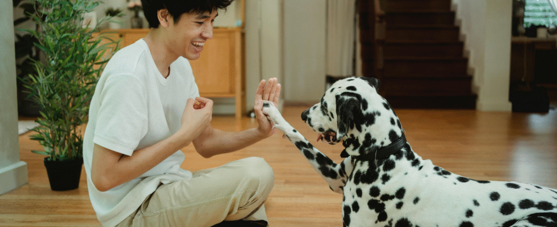 Basic Dog Training for Beginners: Your Complete Guide to a Well-Behaved Pup