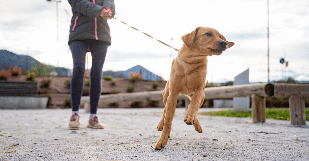 Dog Leash Reactivity Training