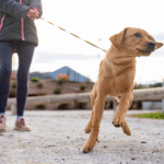 Dog Leash Reactivity Training