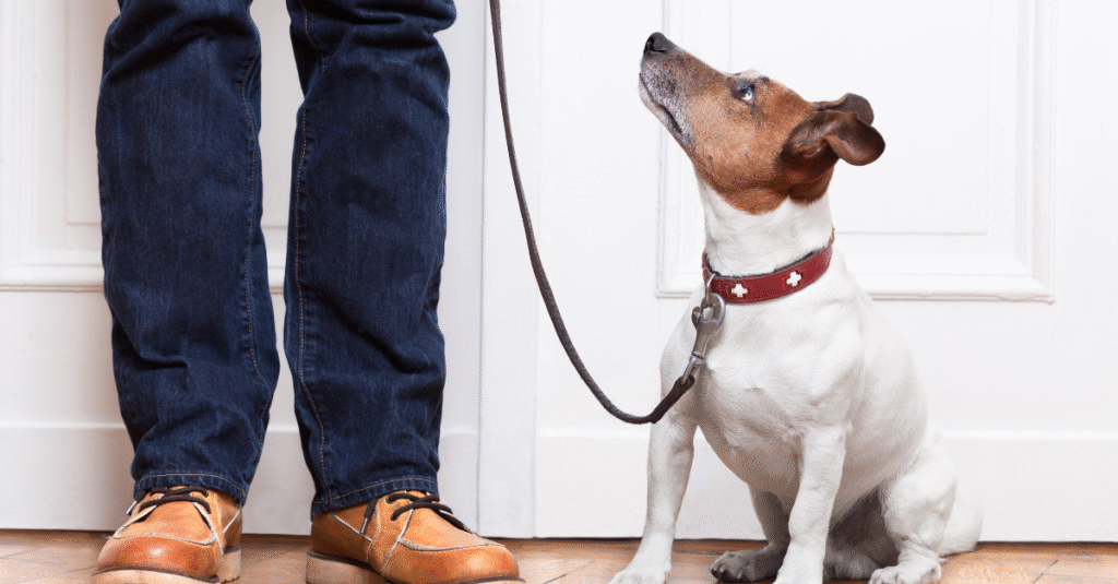 Dog Obedience Training at Home