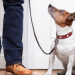 Dog Obedience Training at Home