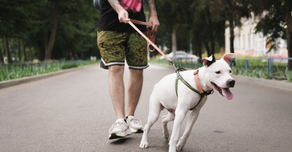 Finding the Right Dog Trainers for Reactive Dogs: Your Complete Guide to Professional Help