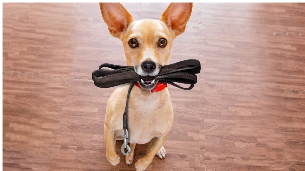 dog training for reactive dogs