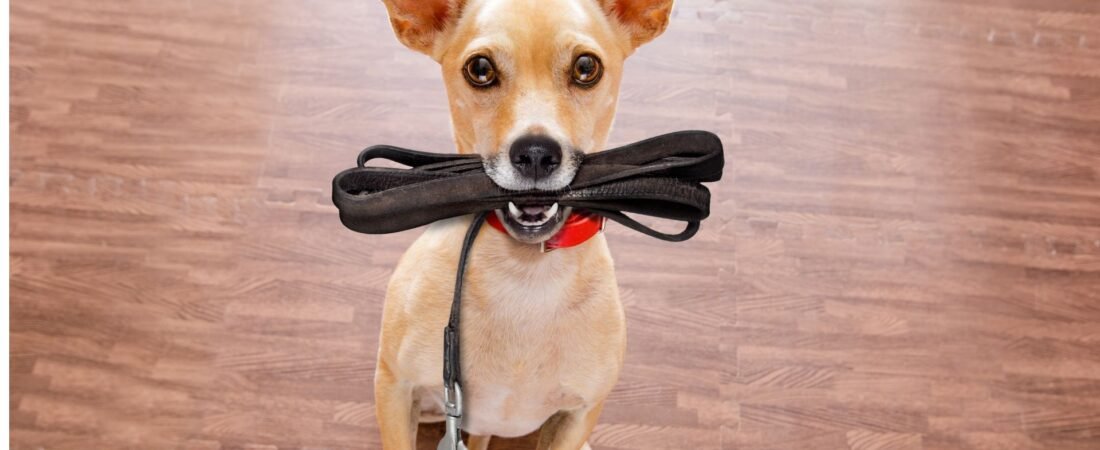 Dog Training for Reactive Dogs: A Compassionate Guide to Calmer Walks and a Happier Pup