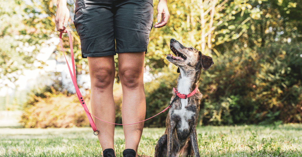 Dog Training Tips and Methods: A Canadian’s Guide to Raising a Well-Behaved Pooch
