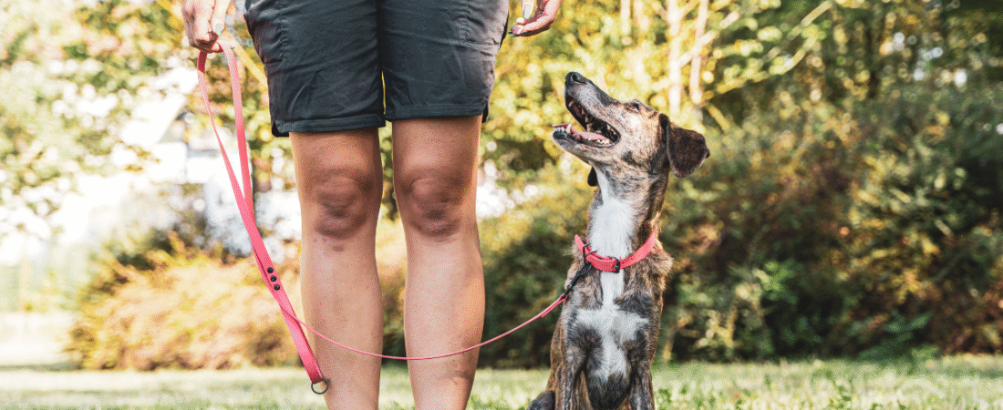 Dog Training Tips and Methods: A Canadian’s Guide to Raising a Well-Behaved Pooch