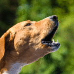 How to Calm an Aggressive Dog