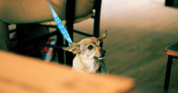 How to Calm an Aggressive Dog