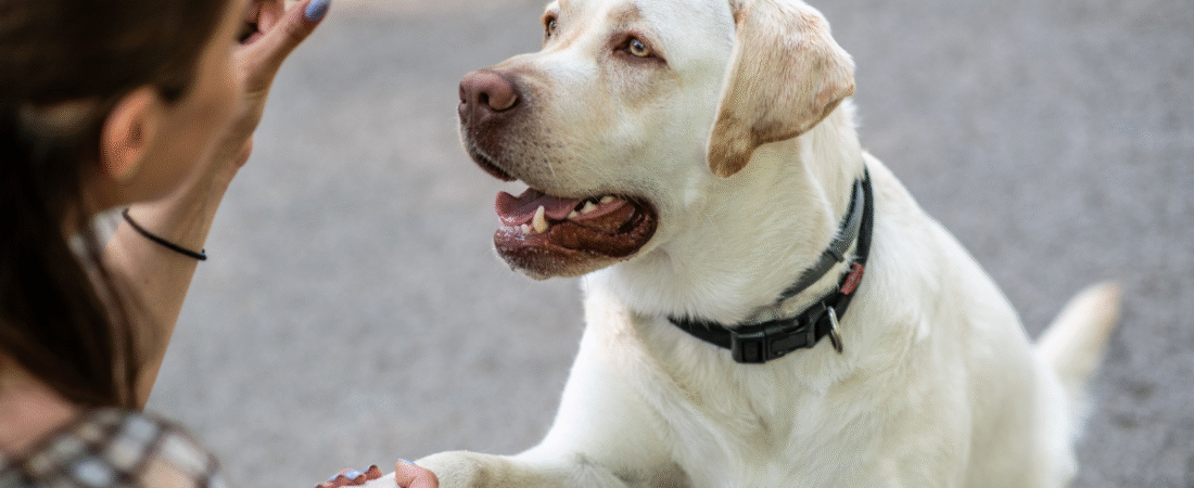How to Train Your Dog: The Complete Australian Guide to Raising a Well-Behaved Mate