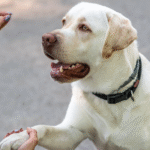 How to Train Your Dog