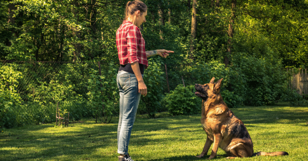 The Ultimate Guide to Obedience Training
