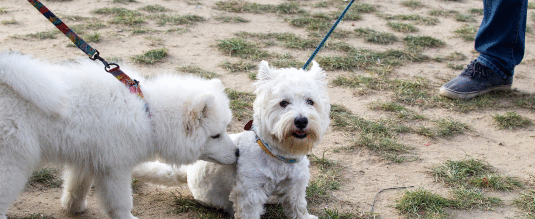 Puppy Socialization Classes Online: The Smart Way to Raise a Confident Dog