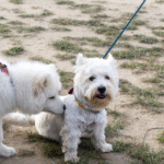 Puppy Socialization Classes Online