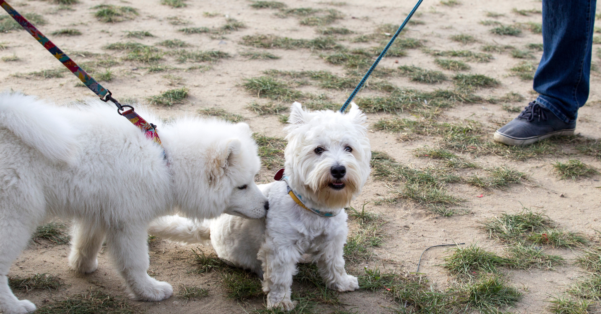 Puppy Socialization Classes Online