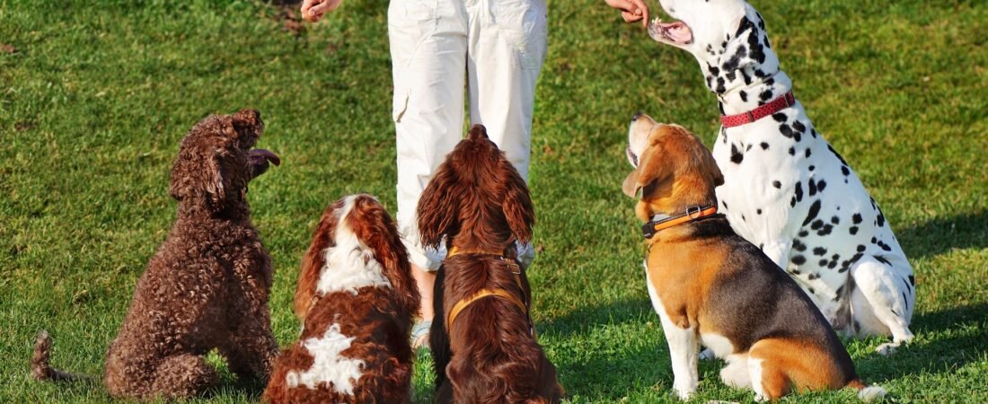 Understanding and Helping Your Reactive Dog: A Compassionate Training Guide