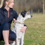 Tips for Teaching Dogs Basic Commands